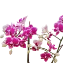 Orchids Sweetheart, Phalaenopsis hybrids       