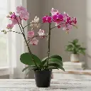 Orchids Sweetheart, Phalaenopsis hybrids     