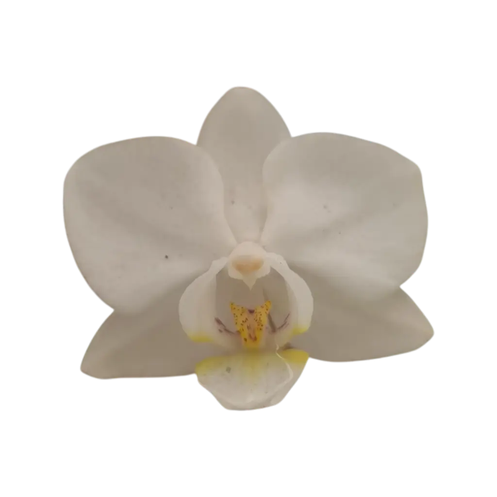 Orchids Snow Flake, Phalaenopsis hybrids     
