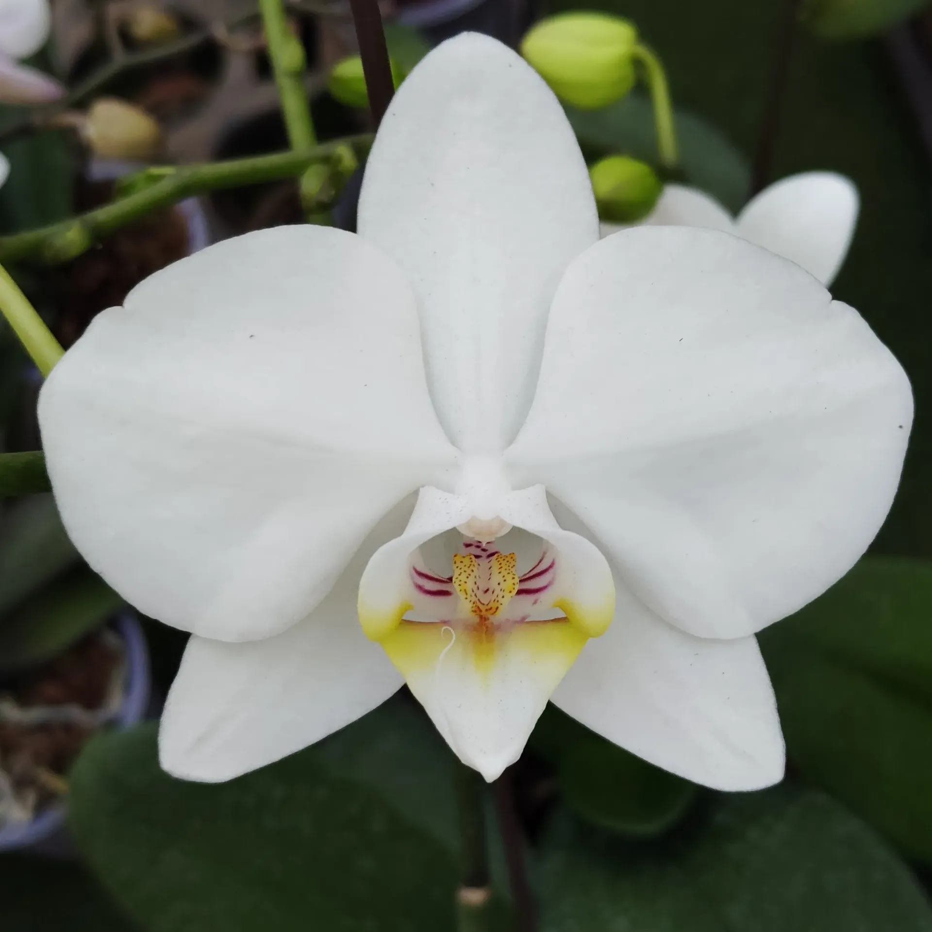 [PLOR PHOS PT 0013 1.6L H030] Orchids Snow Flake, Phalaenopsis hybrids     