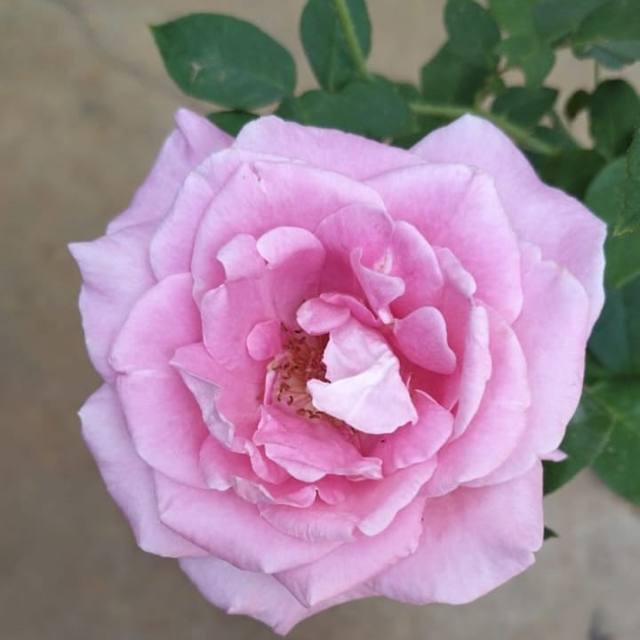 Rose 'Jadis'