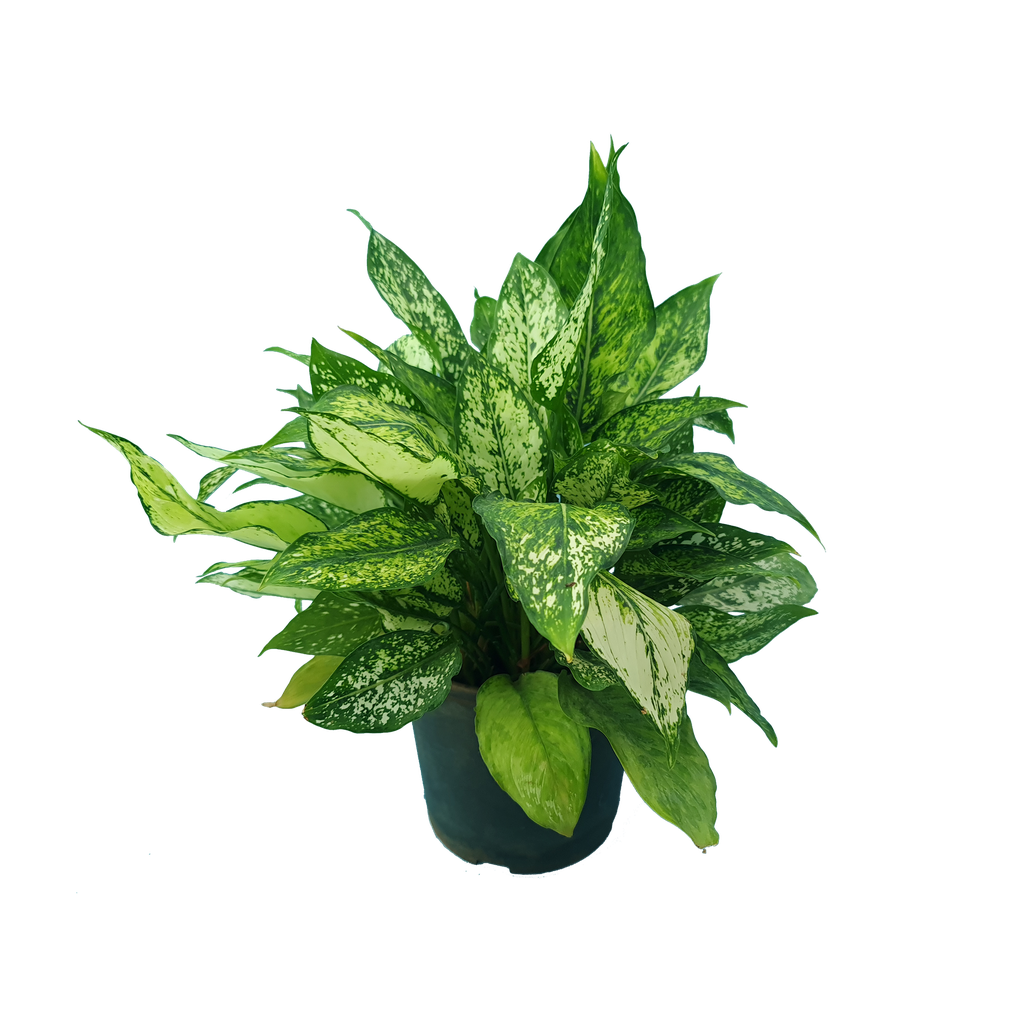 एग्लोनेमा स्नो व्हाइट