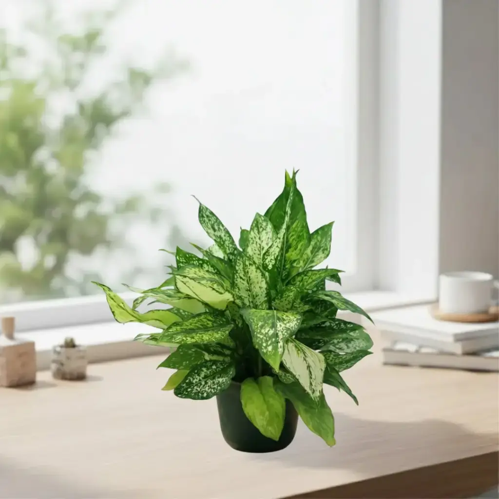 [PLFP AGWH PT 0008 326ml H012] Aglaonema snow white (Pot # 3'' 326ml, 4'' ht)