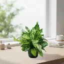 Aglaonema snow white