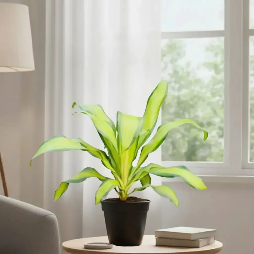 [PLFP DRLL PT 0010 785ml] Dracaena fragrans 'lemon lime' (Pot # 4'' 785ml, 6'' ht)