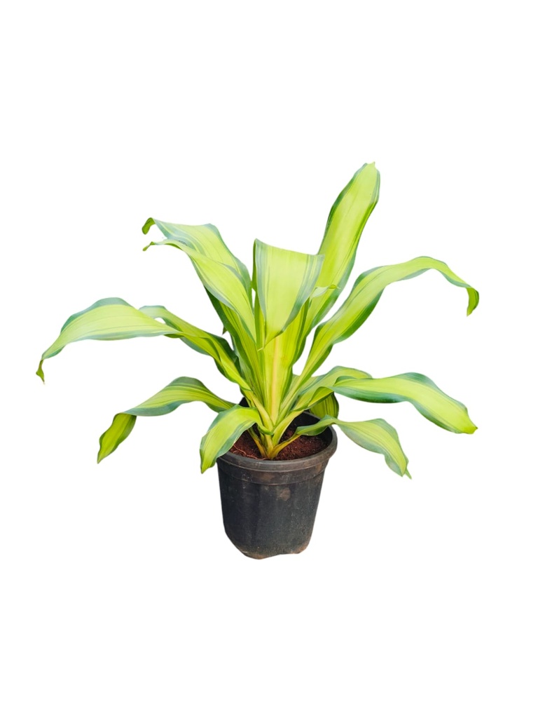 Dracaena fragrans 'lemon lime'