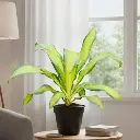 ड्रासेना फ्रैग्रन्स 'लेमन लाइम'