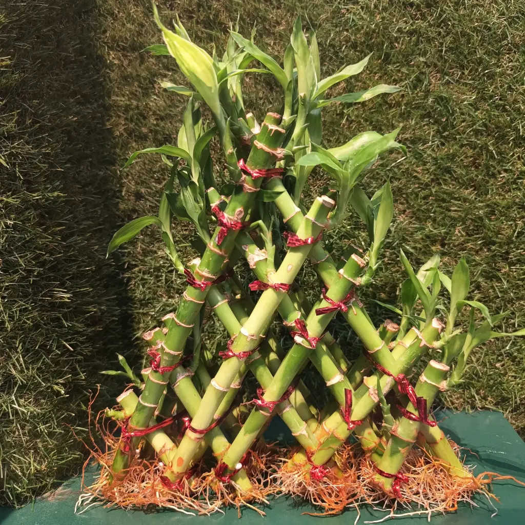 Lucky bamboo Pyramid