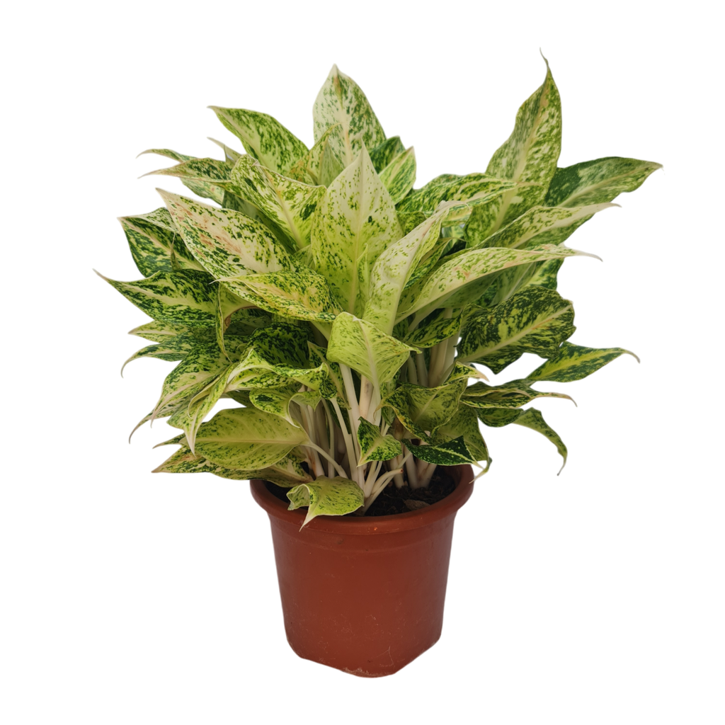 Aglaonema permaisuri