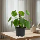 Chinese money plant, Pilea pepromiodes