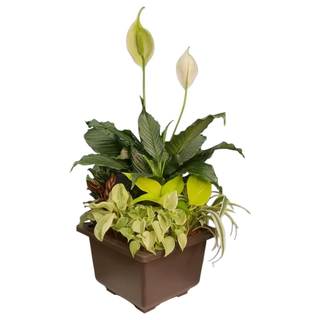 व्हिस्पर गार्डन