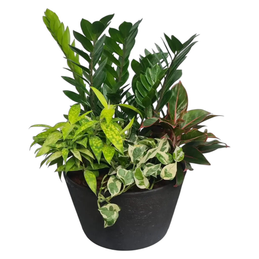 रूबी शाइन