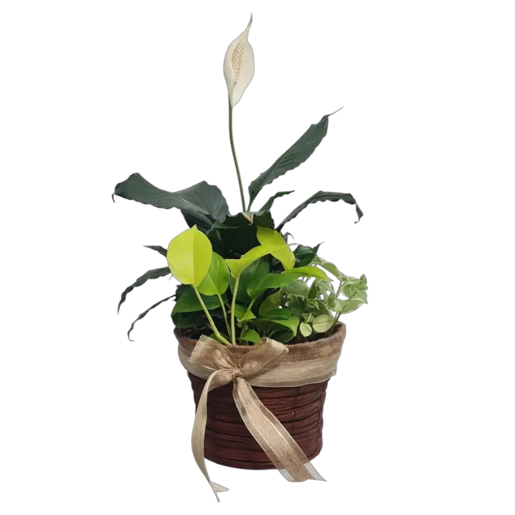 Lily Light