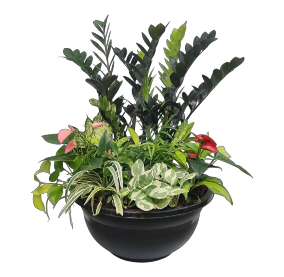 Anthurium Mist