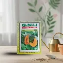 Seed Pumpkin Large Red 10 gm 