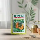 Seed Pumpkin Large Red 10 gm 