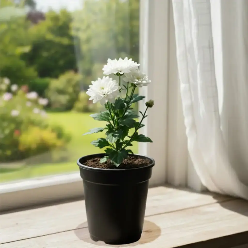 [PLAN CHMO PT 0010 785L H015] Shevanti White, Chrysanthemum morifolium   (Pot # 4'' 785ml, 4'' ht)