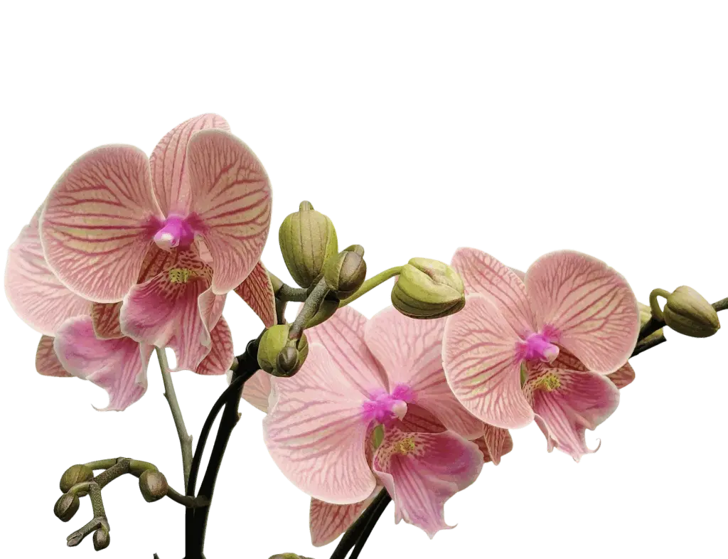 Orchids Mid Summer Night