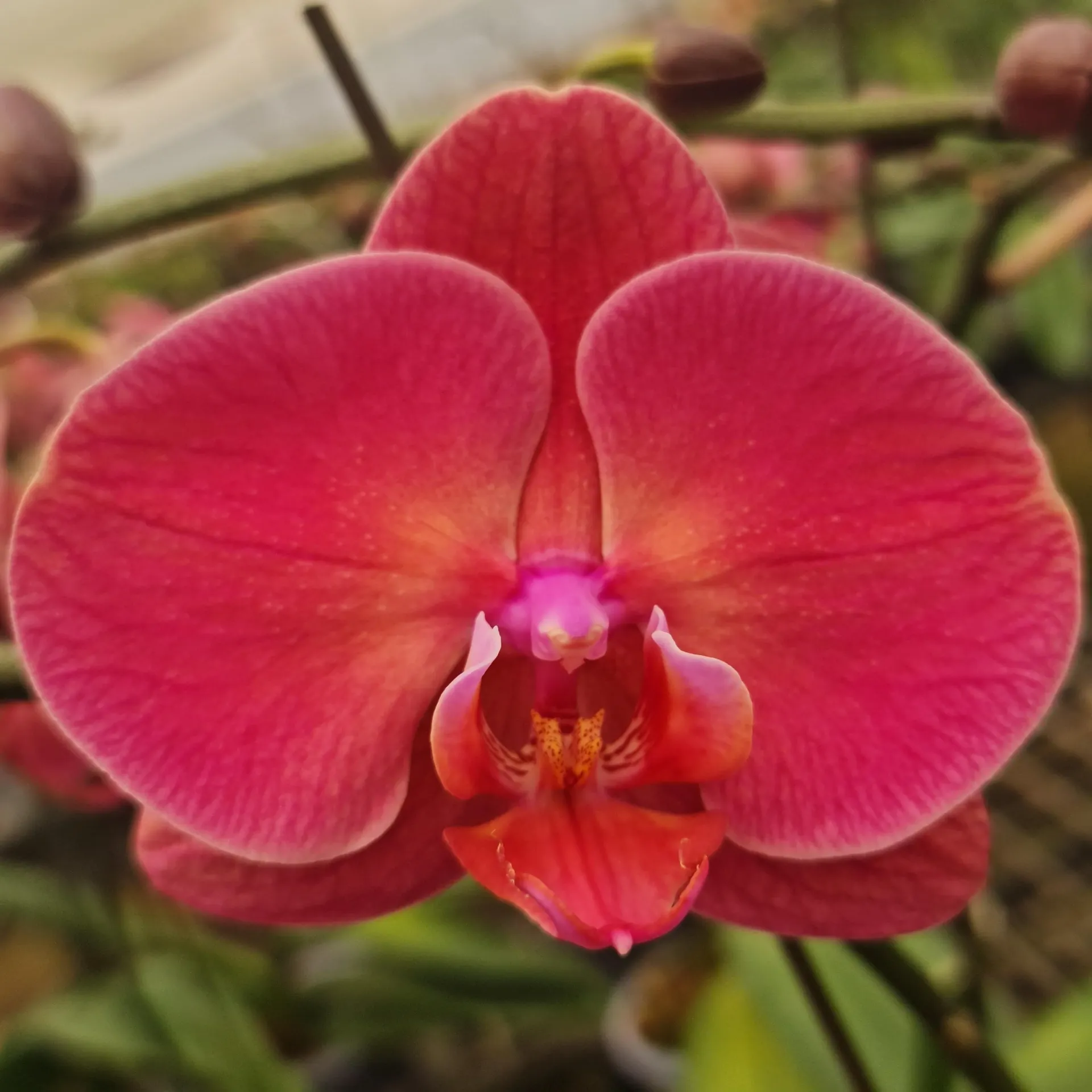 [PLOR PHOM PT 0013 1.6L H030] Orchids Mid Summer Night, Phalaenopsis hybrids