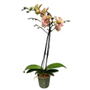 Orchids Mid Summer Night
