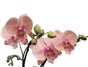 Orchids Mid Summer Night