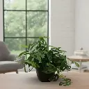 Swiss cheese plant, Monstera adansonii