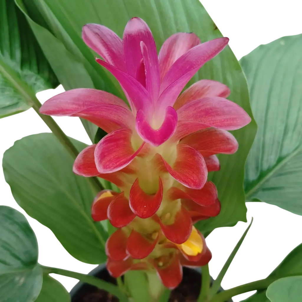 Siam tulip, curcuma alismatifolia Red