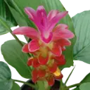 Siam tulip, curcuma alismatifolia Red