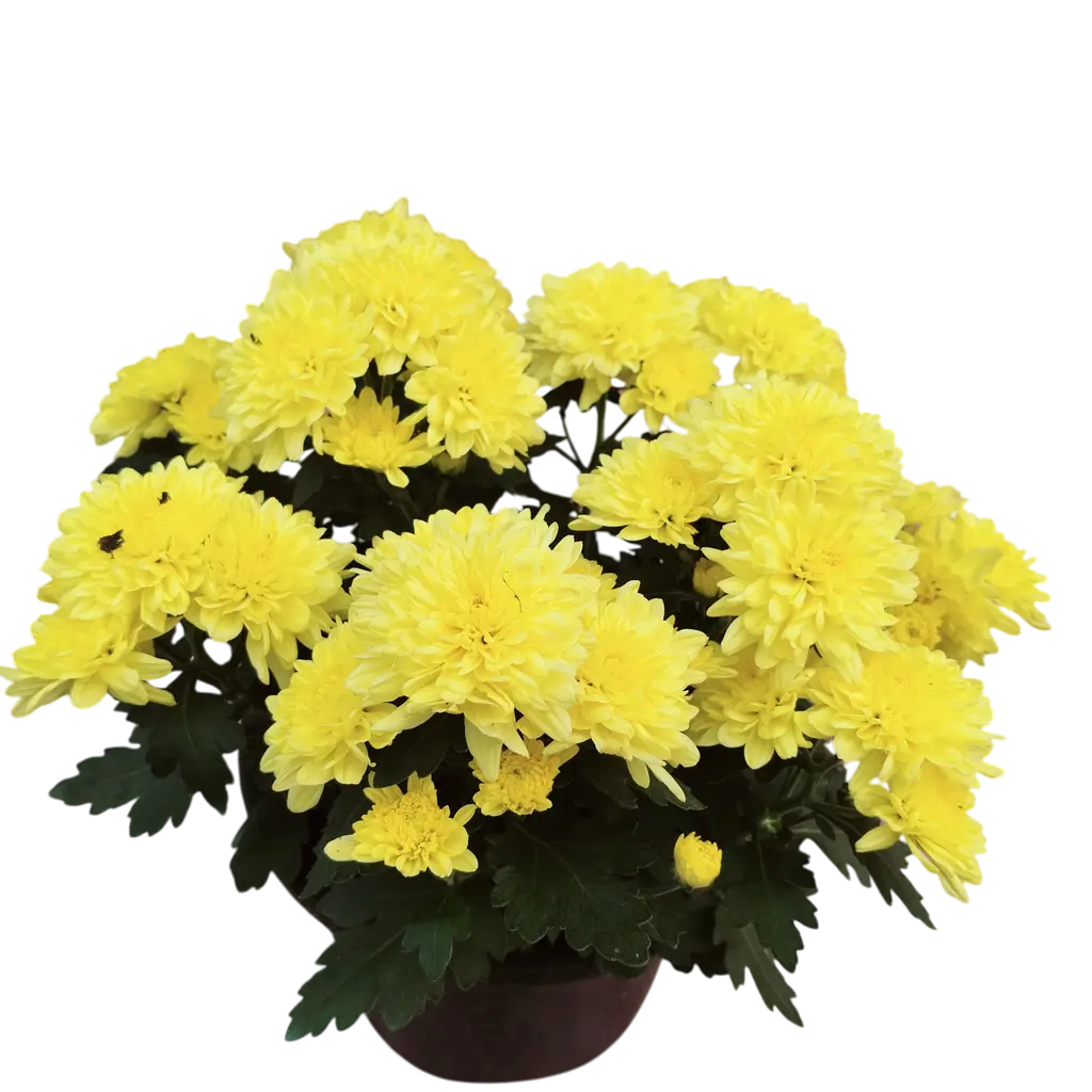 Shevanti Cream Yellow, Chrysanthemum morifolium    