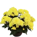 Shevanti Cream Yellow, Chrysanthemum morifolium    