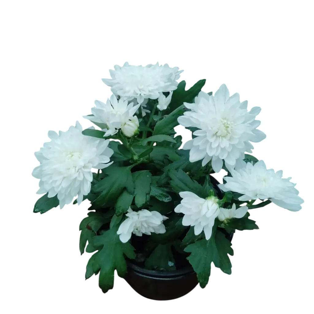Shevanti Pink,Chrysanthemum morifolium   