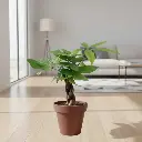 Braided Money tree, Pachira aquatica