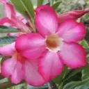 Desert rose , Adenium obesum Varigated