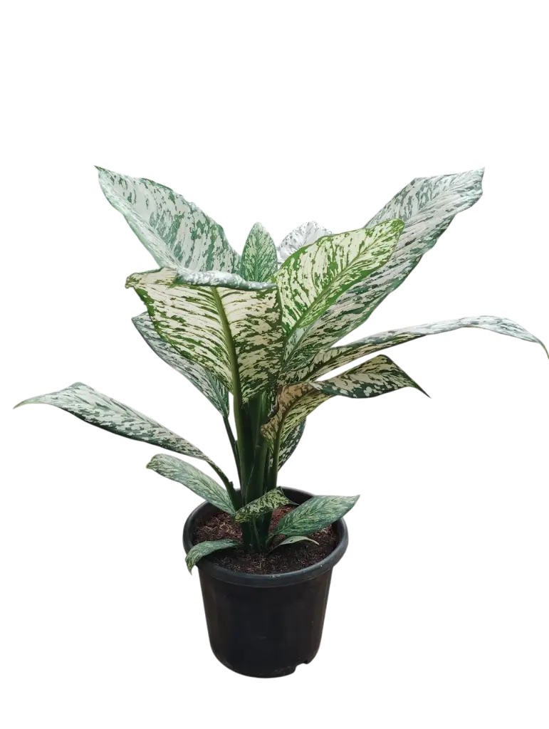 [PLFP DIMW PT 0025 10.3L H030] Dieffenbachia maculata white etna (पॉट # 10" 10.3L, 1'' 6')