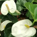Anthurium andraeanum White