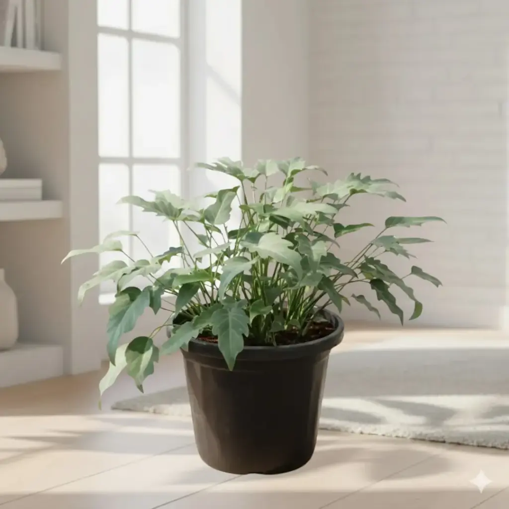 [PLFP PHXN PT 0010 785ml H010] Philedendron xanadu green (Pot # 4'' 785ml, 6'' ht)