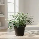 Philedendron xanadu green