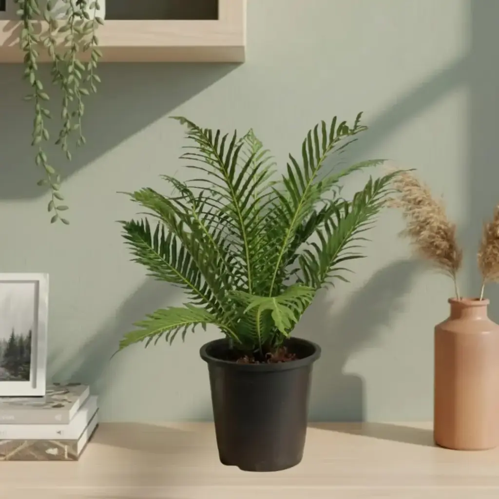 Tree fern, Oceaniopteris gibba