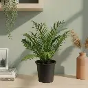 Tree fern, Oceaniopteris gibba