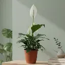 Peace Lily, Spathiphyllum wallisii petite