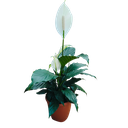 Peace Lily, Spathiphyllum wallisii petite