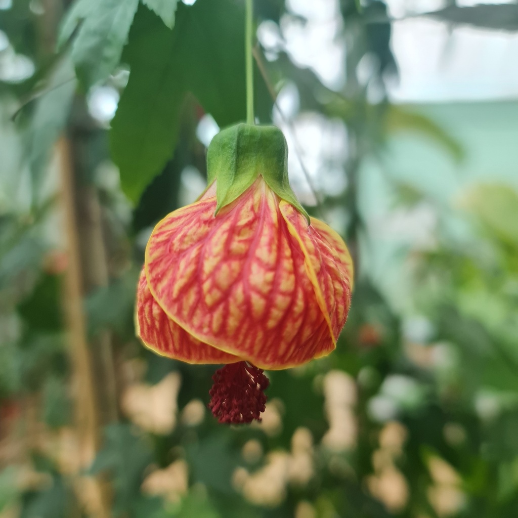 [PLWS HILA PT 0015 2.2L H030] Jaswand, Hibiscus lantern (Pot # 6'' 2.2L, 12'' ht)