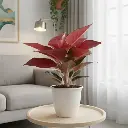 Aglaonema Super Red 