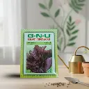 Seed Amaranthus - Red Bhaji