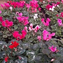 Cyclamen Silver, Cyclamen hederifolium 
