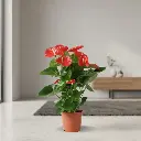 Anthurium andraeanum Orange