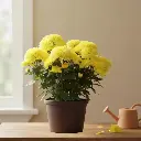 Shevanti Yellow, Chrysanthemum morifolium   