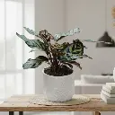 Calathea Makoyana with Pot Autumn Cone White