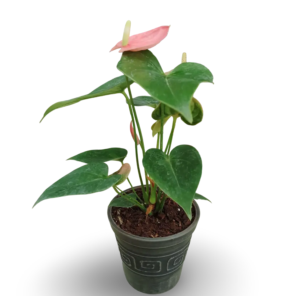 Anthurium Pink with Pot Tree Rings Charcoal