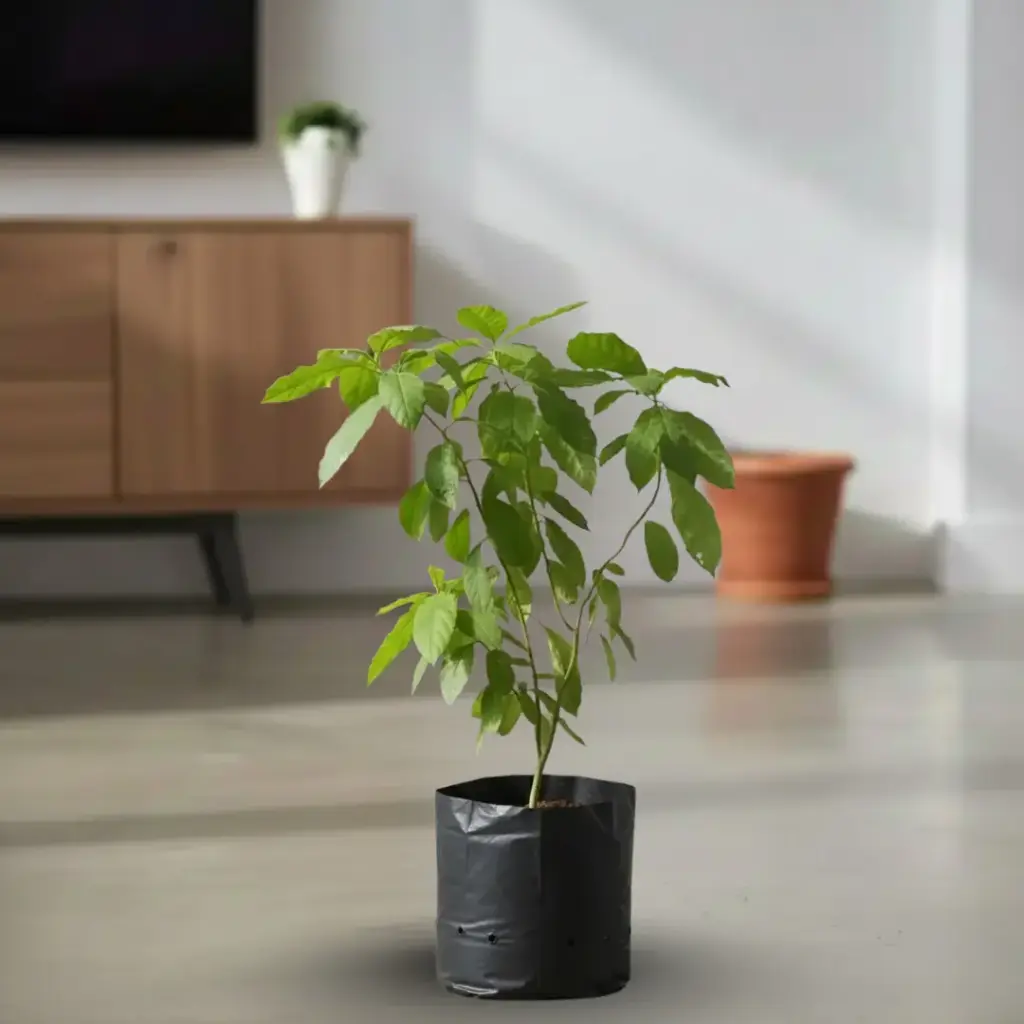 Avacado, Persea americana